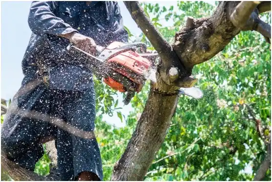 tree services Pacific